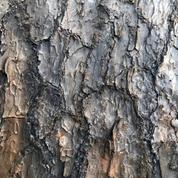 CamoHide Pine