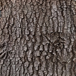 CamoHide Transvaal Beech